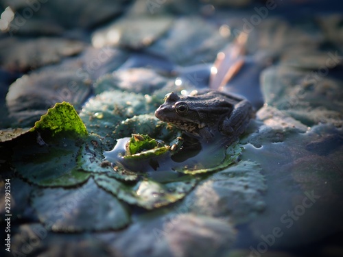 frog sitting on leaves in swamp in bright sunlight
