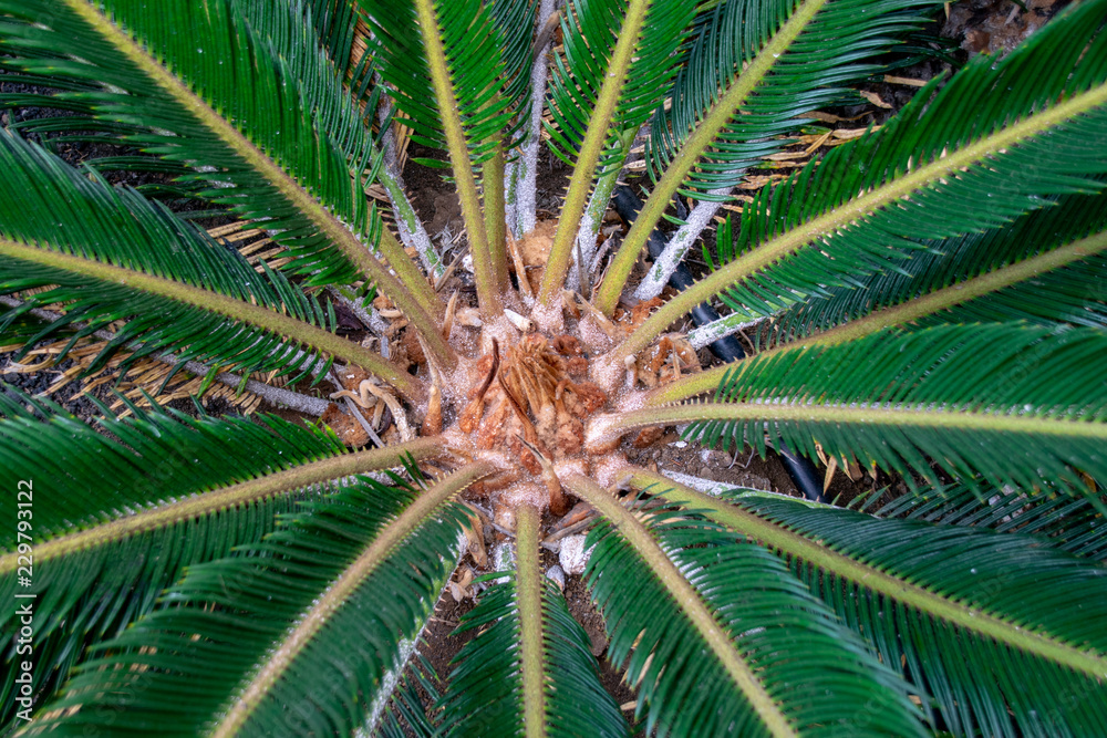 Looking down the centre of a palm tree Looking down the centre of a palm tree