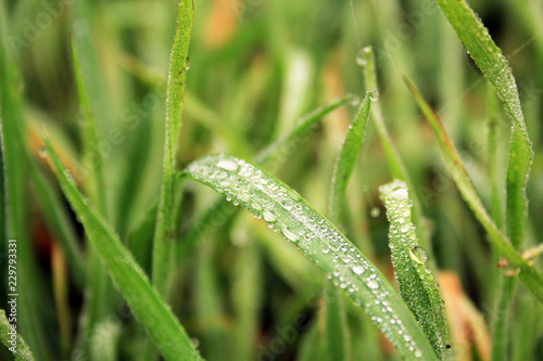 closeup of water drops on green grass 