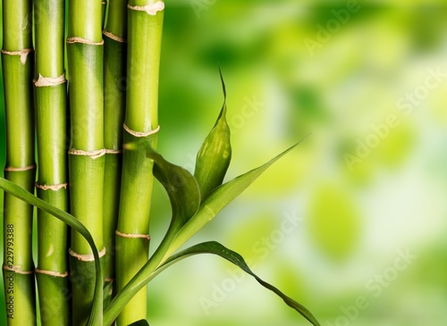 Wiele łodyg bambusa na tle