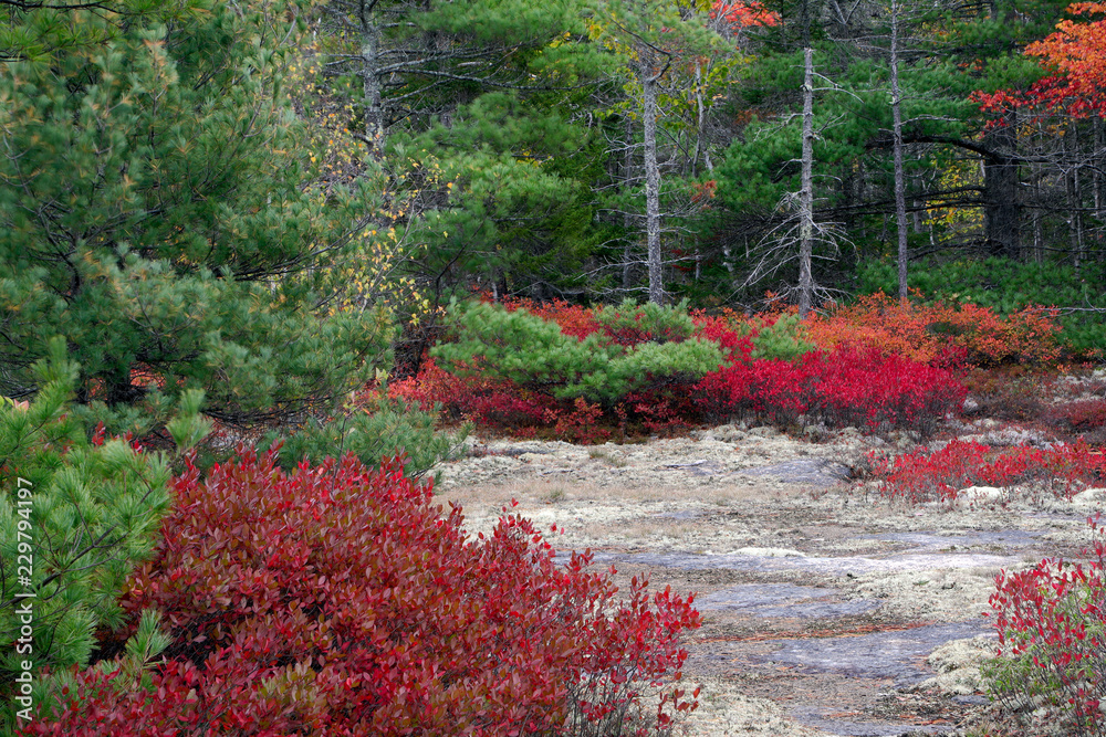 Obraz premium Acadia National Park, ME, USA. 