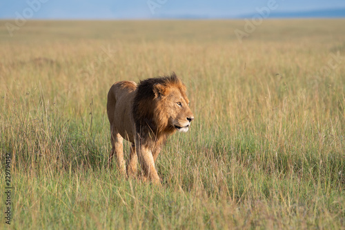 Fototapeta Naklejka Na Ścianę i Meble -  Lion walking through savannah