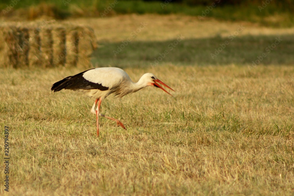 Fototapeta premium stork in the field, summer evening sunset