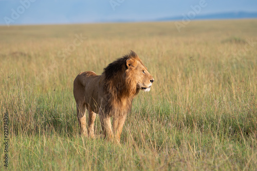 Fototapeta Naklejka Na Ścianę i Meble -  Lion walking through savannah