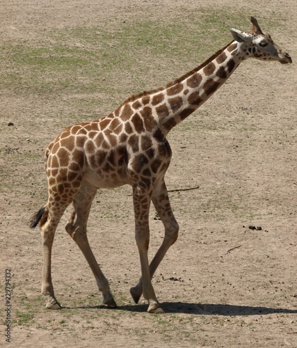 Giraffe