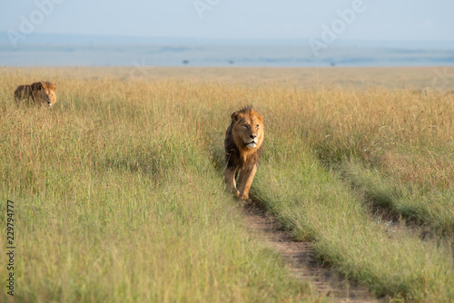 Fototapeta Naklejka Na Ścianę i Meble -  Two lions walking through the savannah