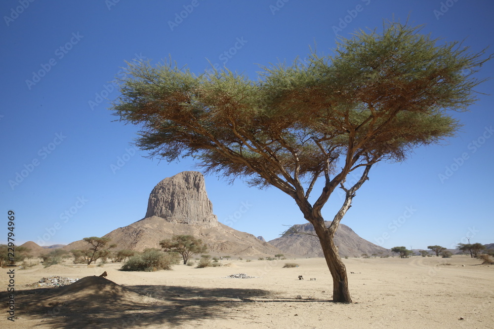 Tree and mountain in Sahara desert
