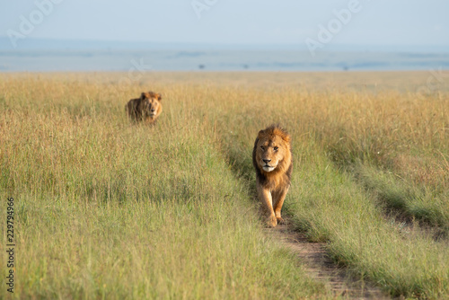 Fototapeta Naklejka Na Ścianę i Meble -  Two lions walking through the savannah