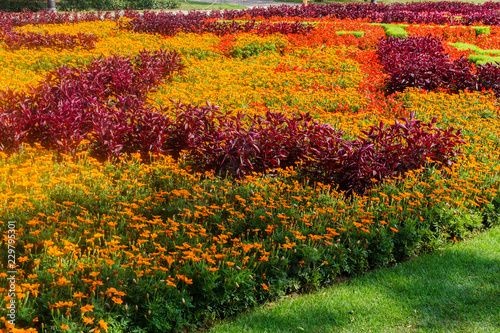 Beautiful landscape of the Summer Garden. Decorative composition of colorful flowers in Riga. Latvia. © lizaveta25