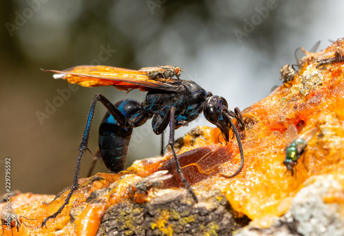 Closeup of a beautiful blue-black Tarantula Hawk wasp with orange wings feeding on persimmon fruit pulp in fall