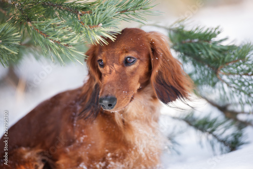 Fototapeta Naklejka Na Ścianę i Meble -  red dachshund dog portrait outdoors in winter