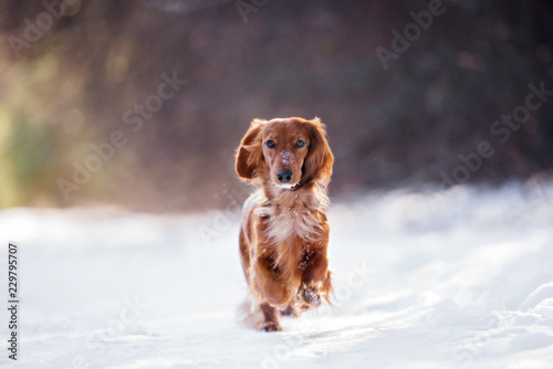 Fototapeta Naklejka Na Ścianę i Meble -  dachshund dog outdoors in winter