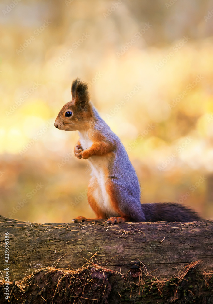 beautiful funny squirrel stands in an autumn Park on a fallen tree trunk against a bright yellow foliage and looks into the distance