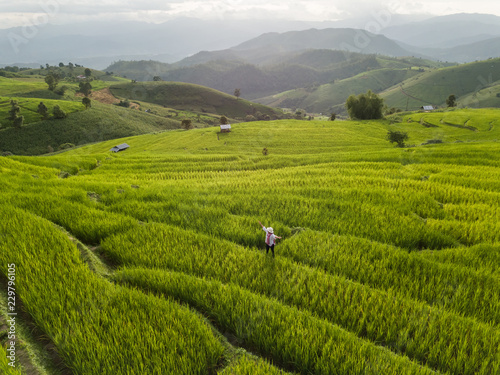Green Terraced Rice Field in Pa Pong Pieng , Mae Chaem, Chiang Mai Province, Thailand