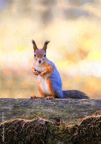 portrait of a wild beautiful funny squirrel stands in an autumn Park on a tree trunk against a yellow foliage and looks right into a Sunny day