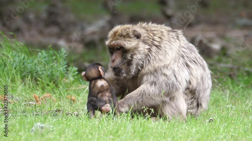 Barbary ape baby jumps on his mom at C√®dre Gouraud Forest in the Middle Atlas Mountain Range of Morocco photo