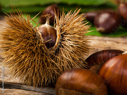 Chestnuts and chestnut bur. photo