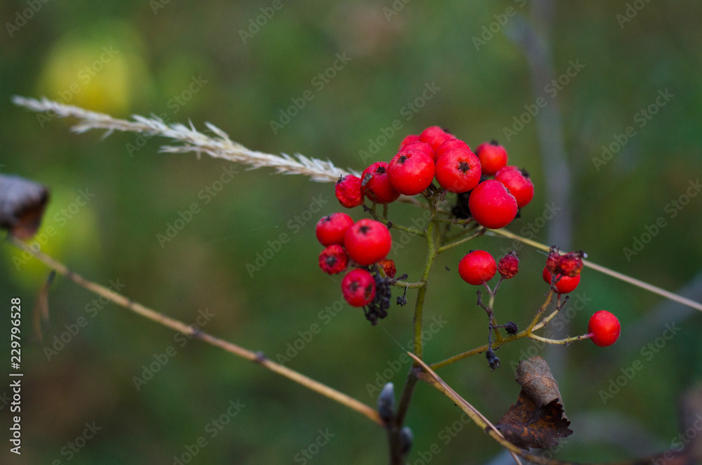 berries on a branch close-up