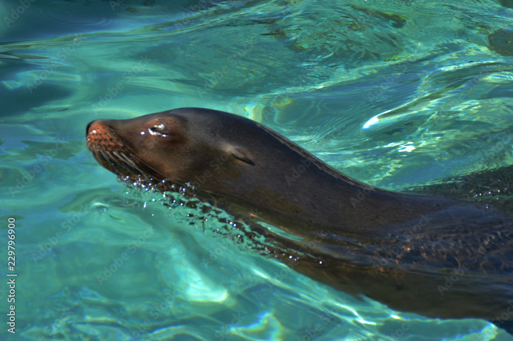 Obraz premium Seelöwe