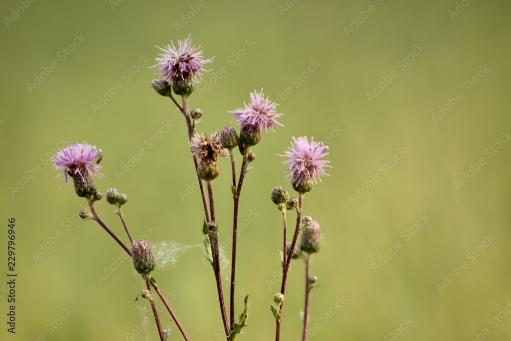 Fototapeta premium thistle in the field