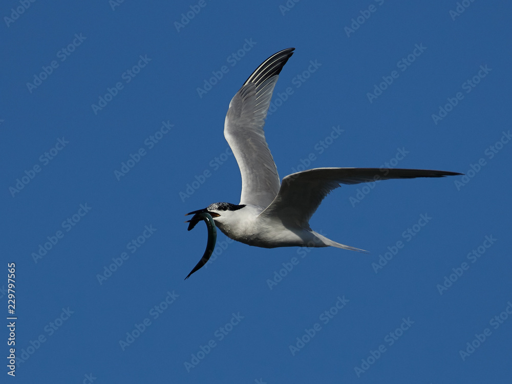 Sandwich tern (Thalasseus sandvicensis) Sandwich tern (Thalasseus sandvicensis)