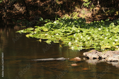 Florida   Alligator swimming in a lake 