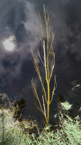 tree branch in water