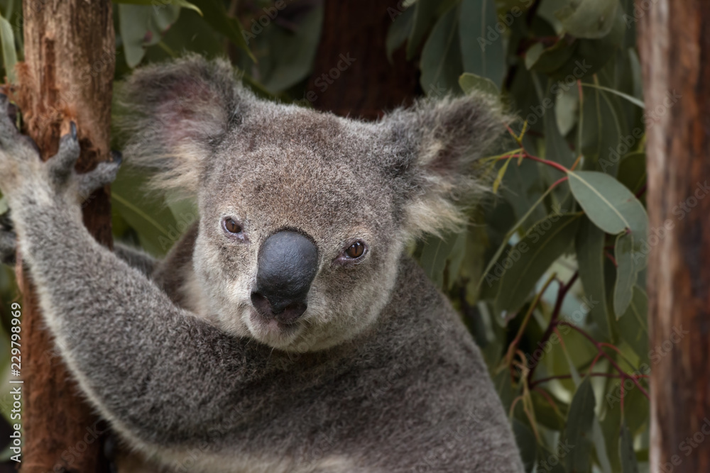 Obraz premium Headshot z cute australijskiego misia koala patrząc w kamerę, Queensland, Australia.