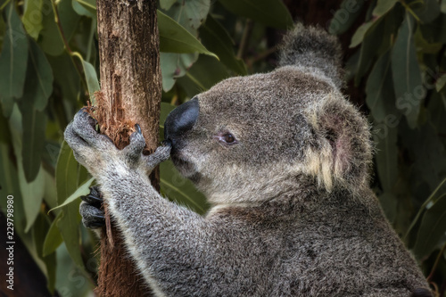 Close-up of an Australian koala bear, Queensland, Australia.