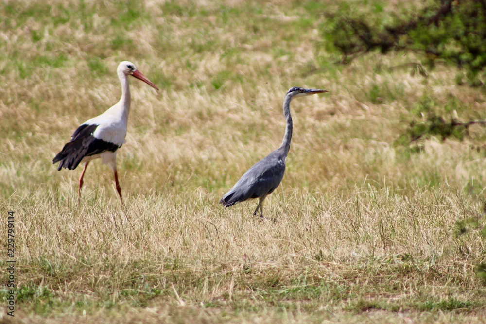 Stork and blue Heron in habitat