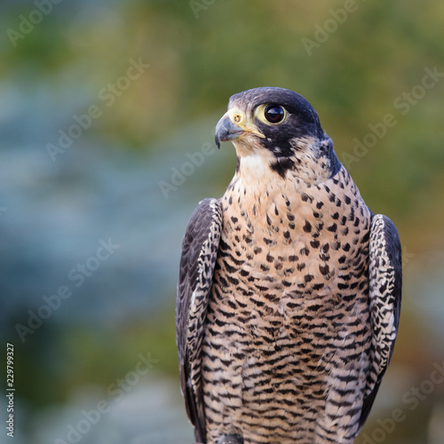 The peregrine Falcon closeup on nature background