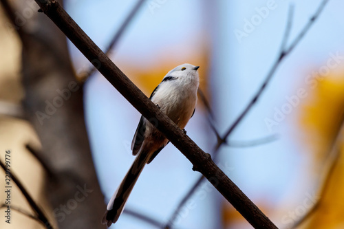 Long-tailed tit sitting on branch of tree. Cute little songbird. Bird in wildlife.