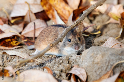 Striped field mouse sitiing on ground. Cute little animal in wildlife.