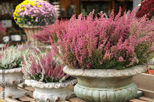 Pink Erica gracilis flowering plant family Ericaceae in the beautiful ceramic flowers pot at the garden shop.