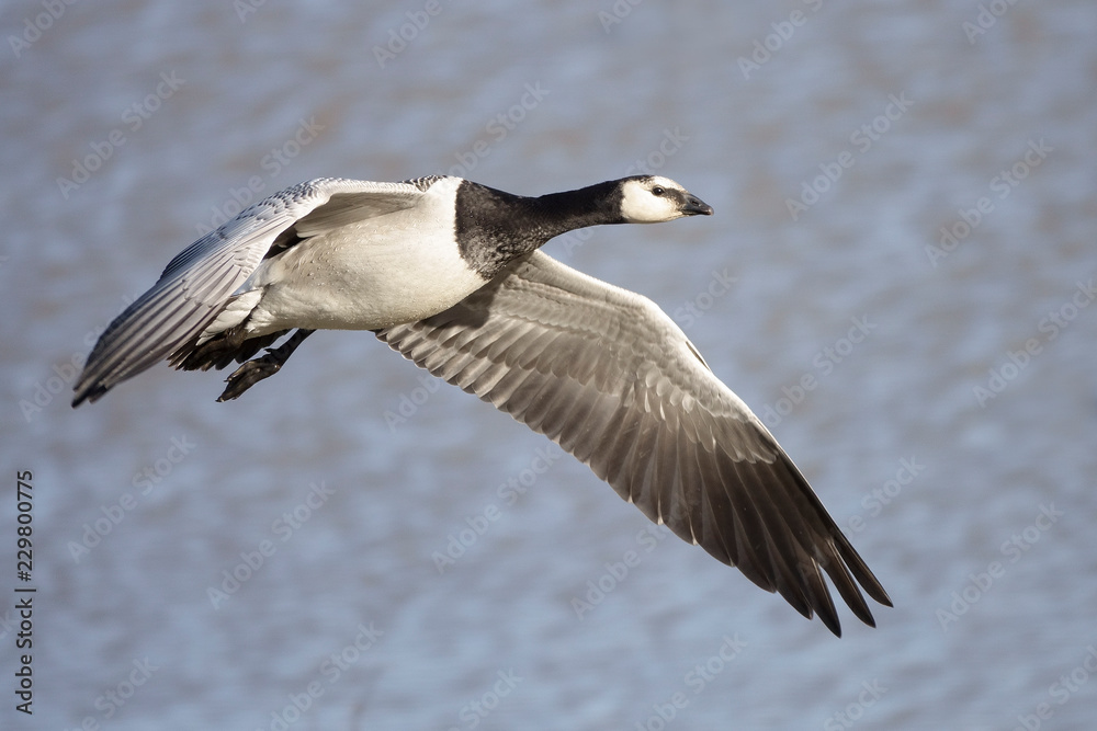 barnacle goose barnacle goose