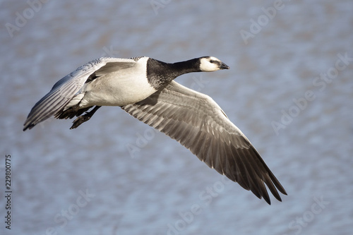 barnacle goose