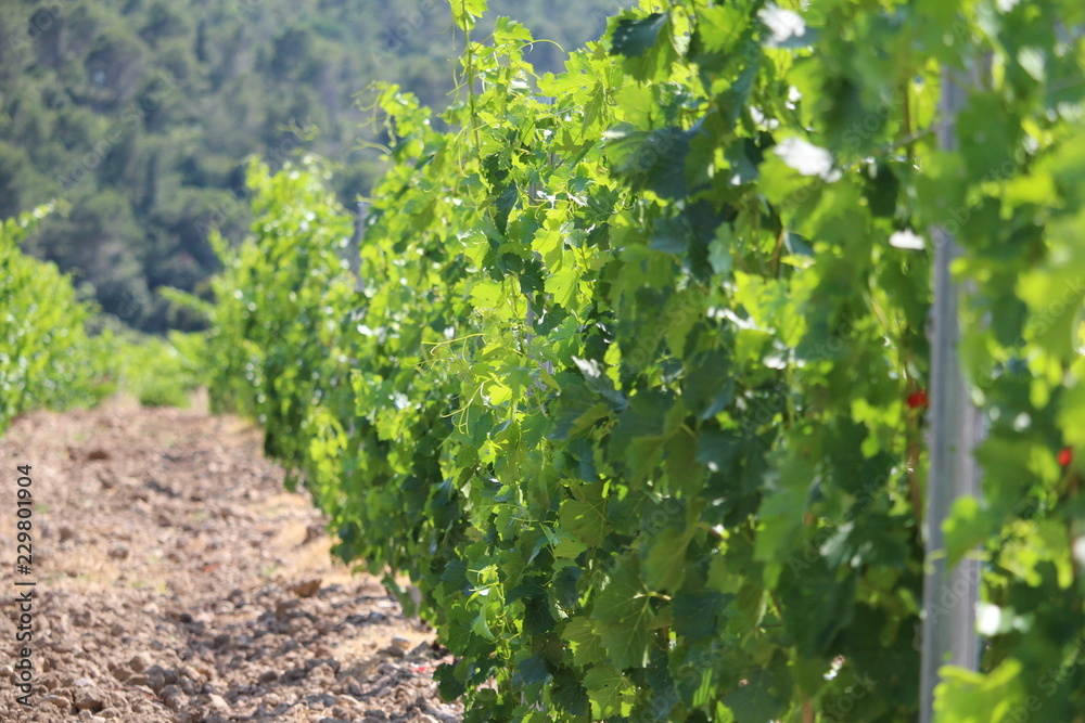 chemin de vigne chemin de vigne