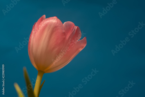 Red tulip close-up on colored background  with space for text