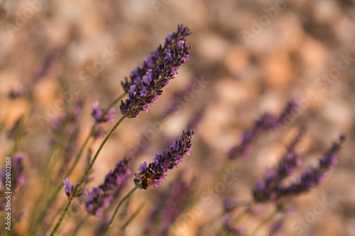 Fototapeta Naklejka Na Ścianę i Meble -  Detalle de flor de lavanda.