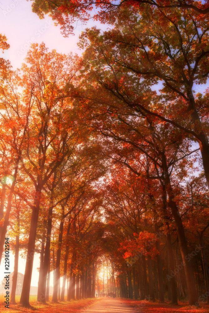 Fototapeta premium Autumn Rays