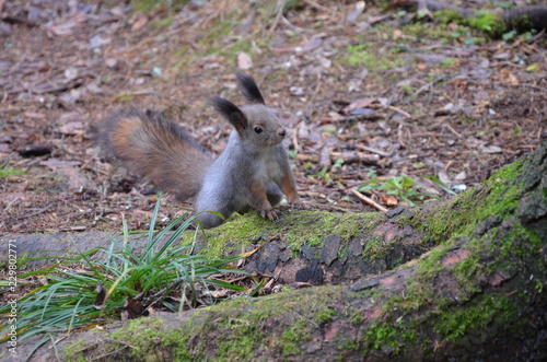 squirrel
