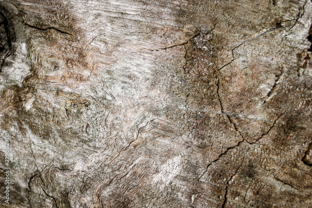 Detailed close-up picture of crannied old oak tree in a park. View from the top. Detailed close-up picture of crannied old oak tree in a park. View from the top.