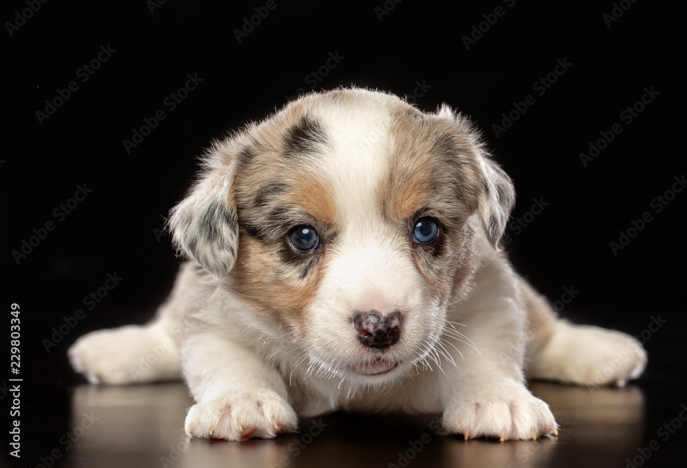 Welsh corgi puppy Dog Isolated on Black Background in studio Welsh corgi puppy Dog Isolated on Black Background in studio