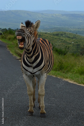 Shouting Zebra in South Africa
