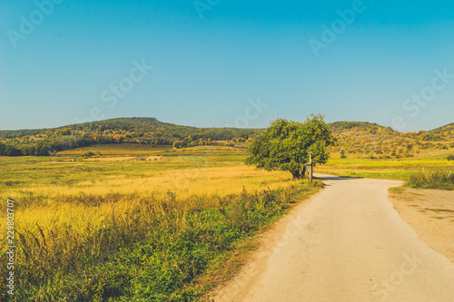Photography Vineyard in Carpathian mountains not far from Bratislava