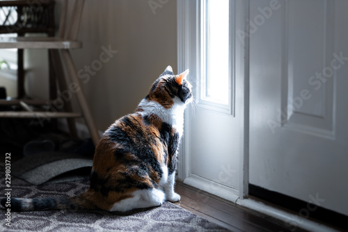 Sad, calico cat sitting, looking through small front door window on porch, waiting on hardwood carpet floor for owners, left behind abandoned