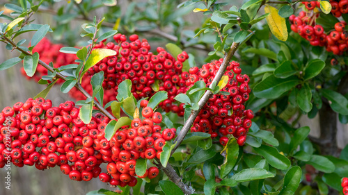 Arbuste, le Buisson ardent (Pyracantha coccinea) aux rameaux épineux aux petits fruits de couleur rouge écarlate 'Red column'