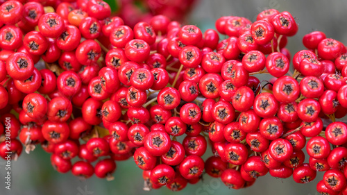 Quadro em tela Arbuste, le Buisson ardent (Pyracantha coccinea) aux rameaux épineux aux petits