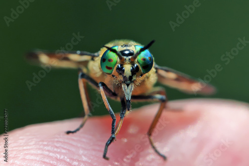 Horsefly  is a predator, actively attacking humans and animals.   © achkin