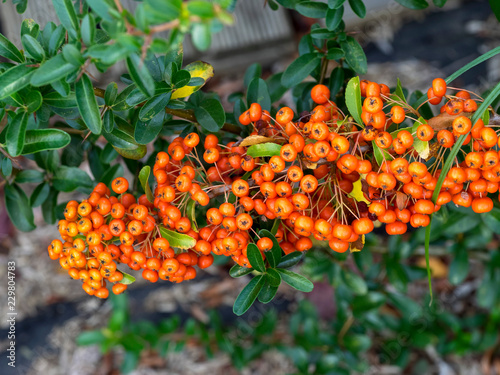 Arbuste, le Buisson ardent (Pyracantha coccinea) aux rameaux épineux aux petits fruits de couleur orange 'Orange glow'